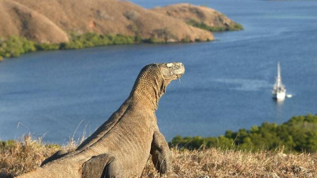 keindahan Pulau Komodo