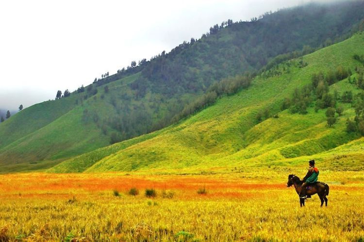 mengunjungi padang savana