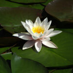 Water Lily: Sang Menawan yang Menghiasi Permukaan Air
