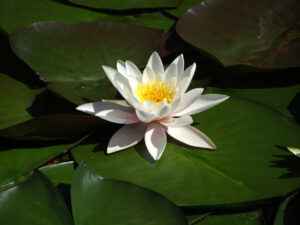 water lily