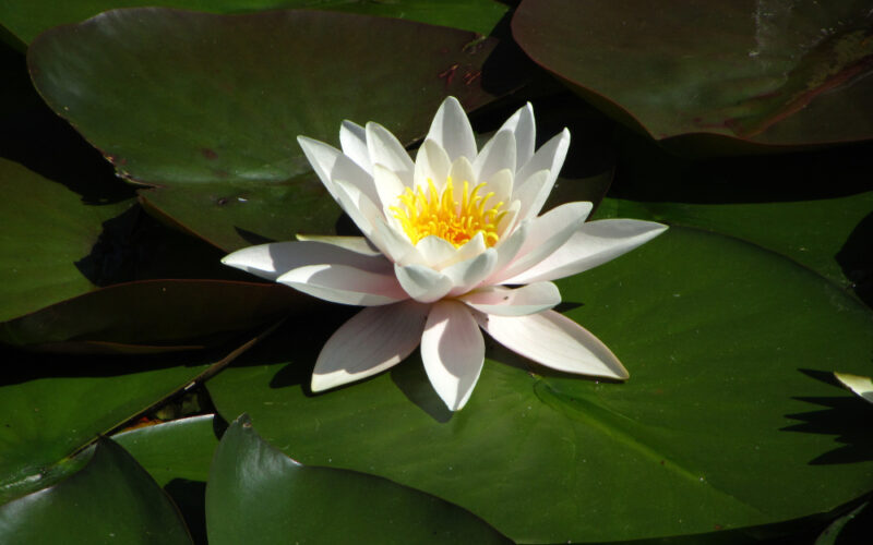 water lily