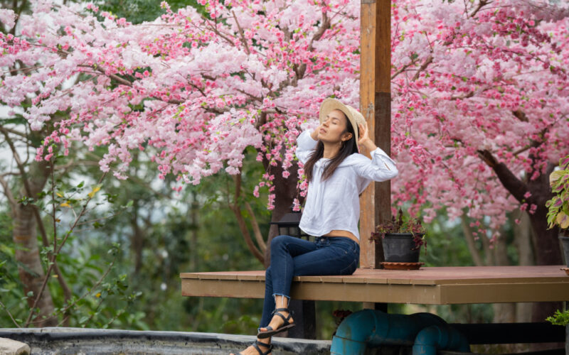 Hanami di Jepang