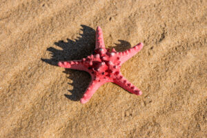 Bintang laut
