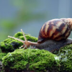 Memahami Siput Kecil yang Menaruh Banyak Keunikan di Alam